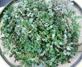 もち草